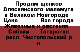 Продам щенков Аляскинского маламута в Великом Новгороде › Цена ­ 5 000 - Все города Животные и растения » Собаки   . Татарстан респ.,Чистопольский р-н